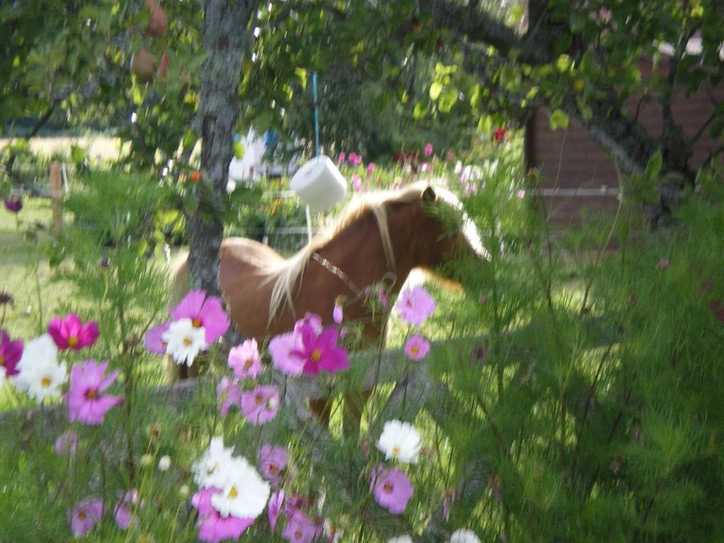 Le Trot'In Chair Martigny-le-Comte Exterior foto